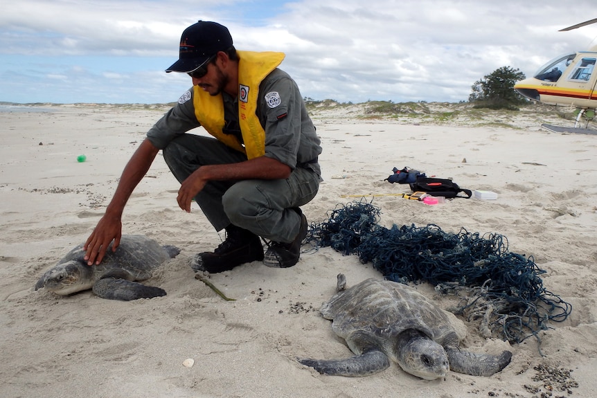 A Dhimurru Ranger with turtles on a beach.