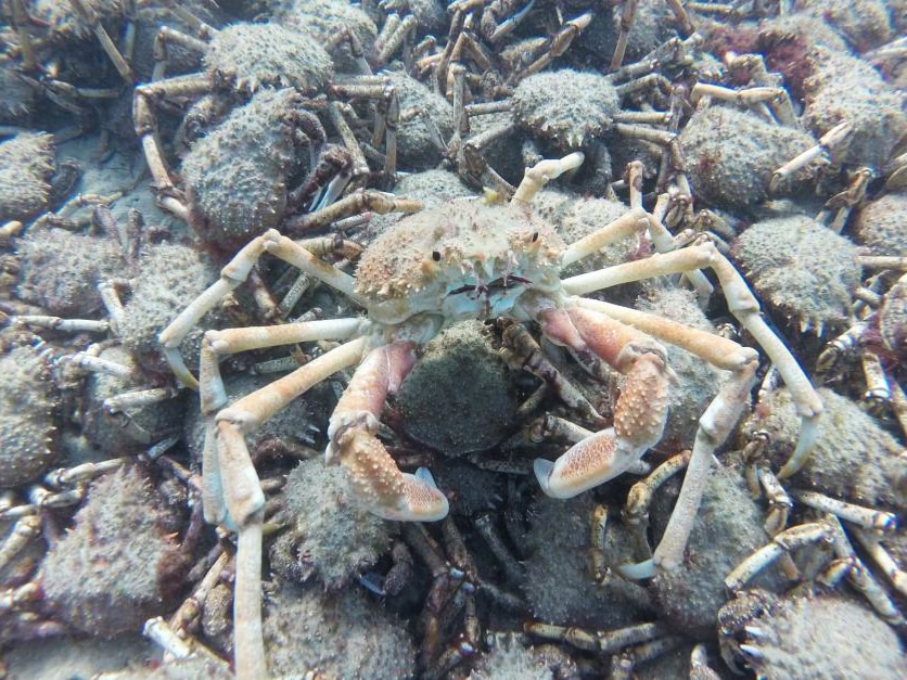 Giant Spider Crab Popularity Boom Causes Rift Between Blairgowrie S Divers And Fishers Abc News