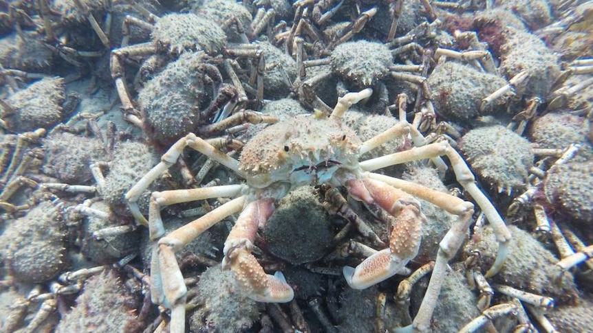 A giant spider crab nestled amongst thousands of others at the bottom of Port Phillip Bay.