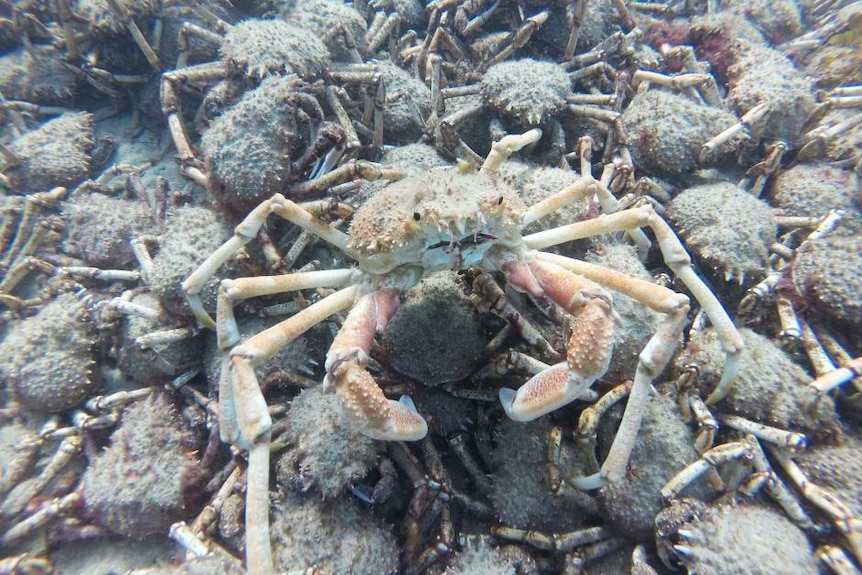 A giant spider crab nestled amongst thousands of others at the bottom of Port Phillip Bay.