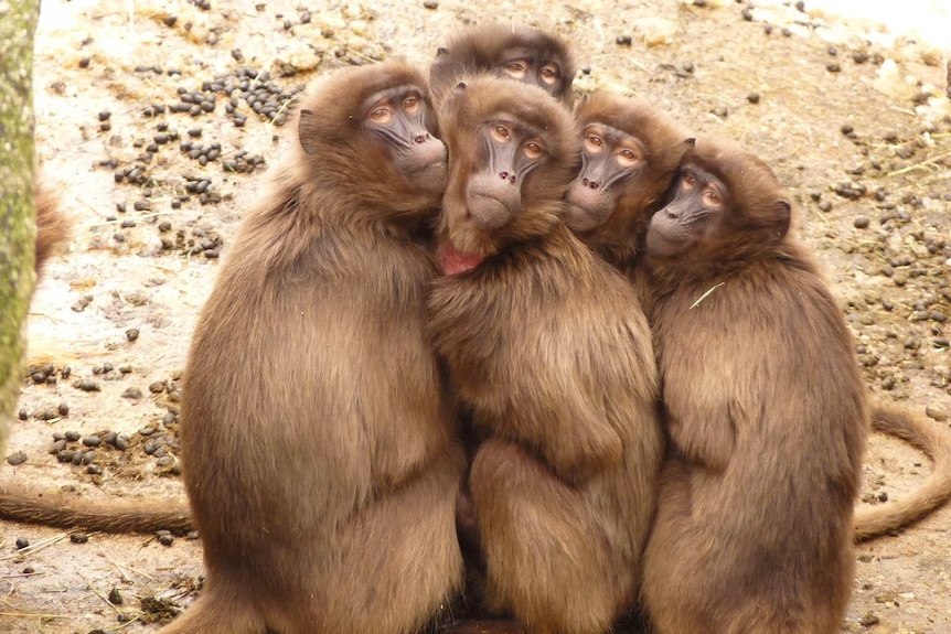A group of monkeys huddled together