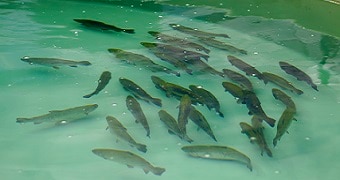 Aquaculture fish