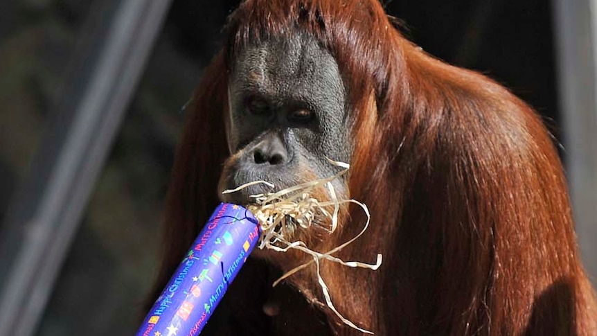 An orangutan holds a Christmas present