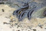 several eels on beach
