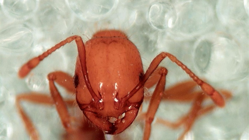 Scientists hope for tropical fire ant eradication