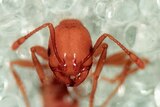 Scientists hope for tropical fire ant eradication