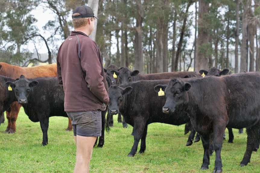 Man standing in front of a few cattle.