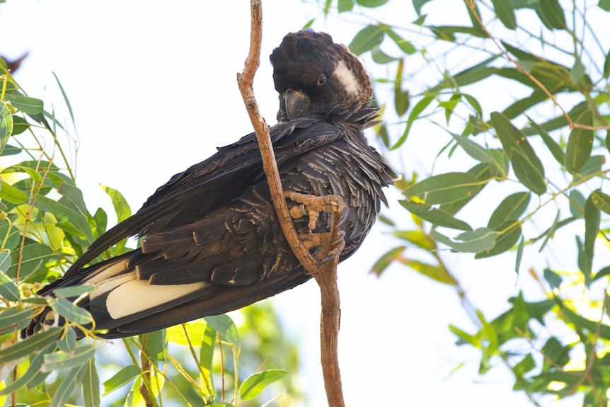 A Carnaby's black cockatoo photographed from below, with a silver band on its leg.
