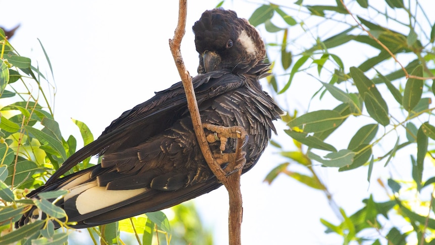 A Carnaby's black cockatoo photographed from below, with a silver band on its leg.