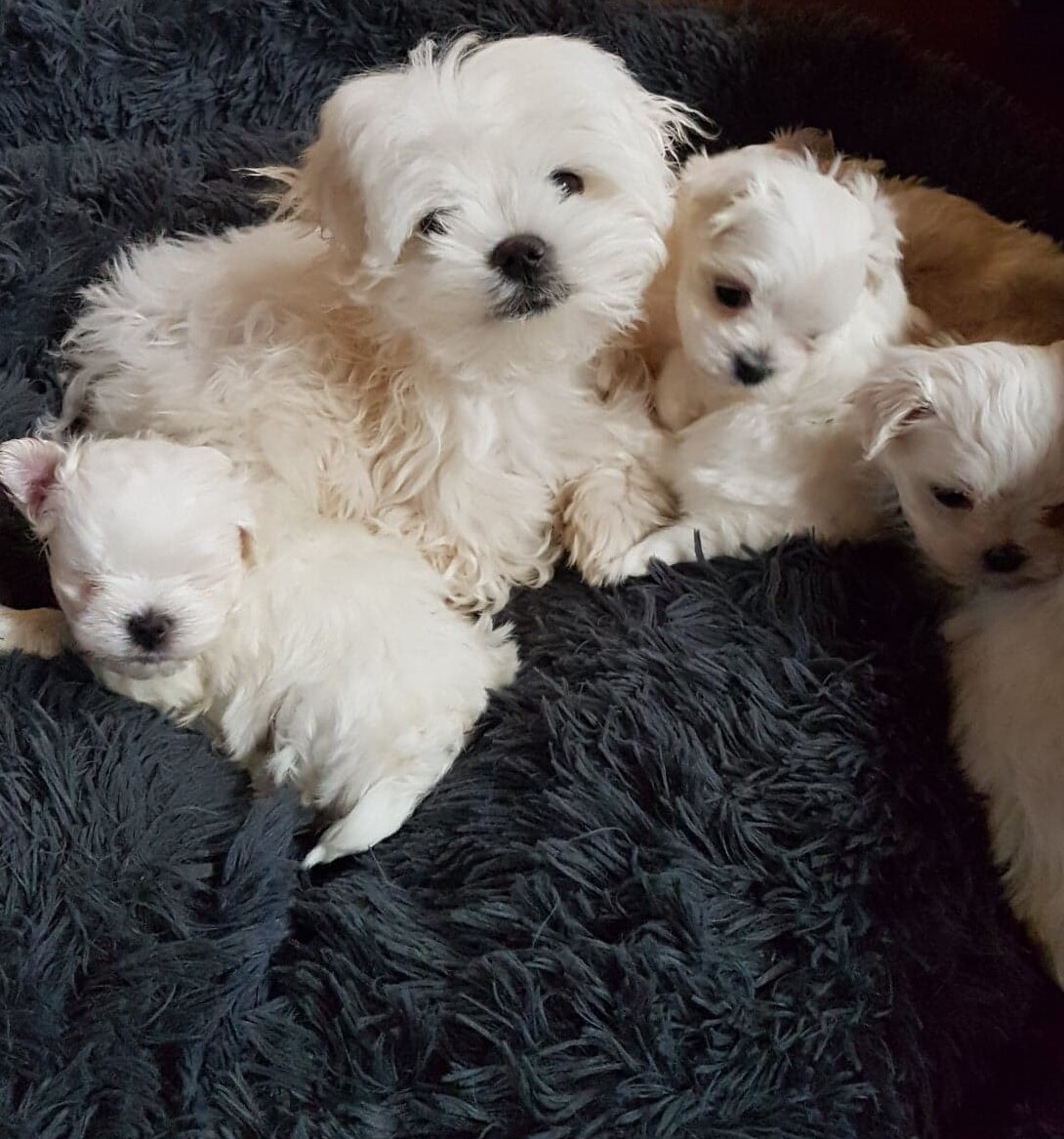 Dog's death sparks warning from owner and vets as wet weather causes