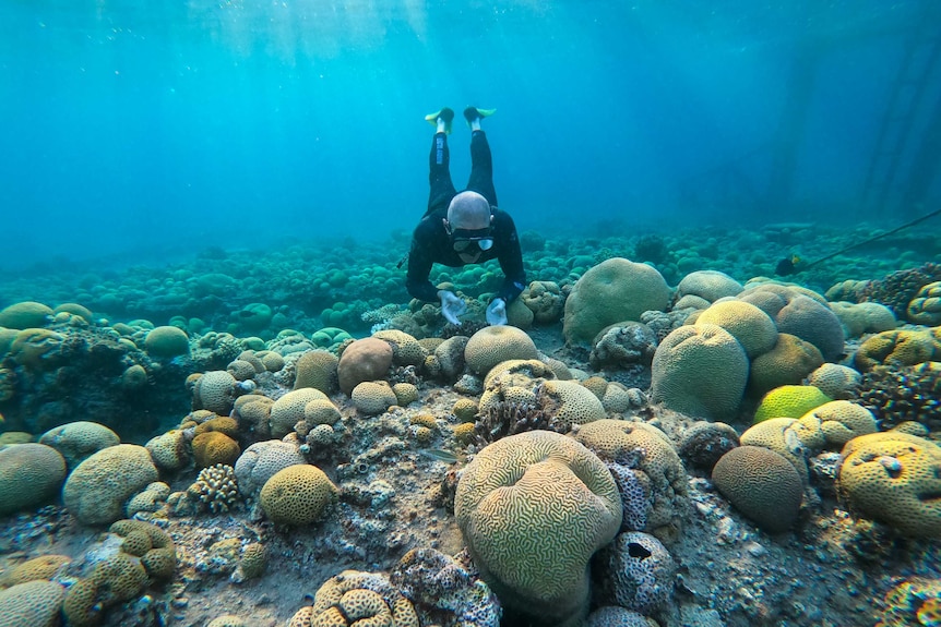 A man in a wetsuit at the bottom of the ocean looking at coral