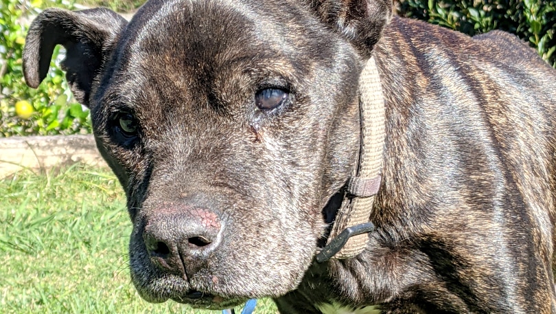 Brown staffordshire terrier looking straight ahead while sitting on grass, blue sky in background