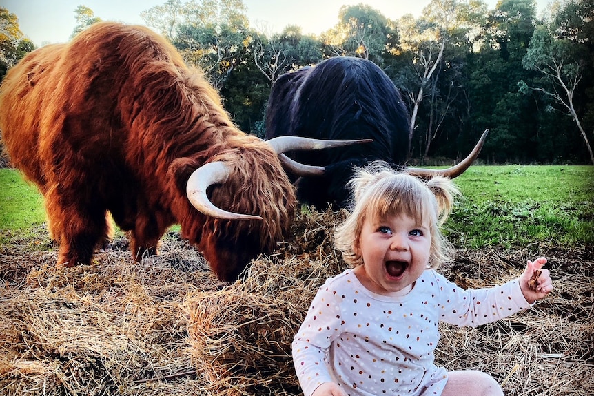 A toddler laughs while sitting in front of two highland cattle grazing on hay