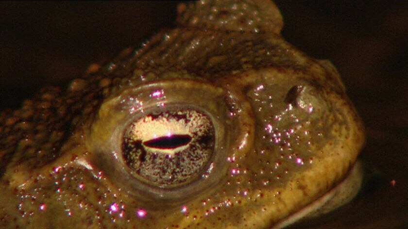 A Queensland meat processor is planning to export cane toads to China.