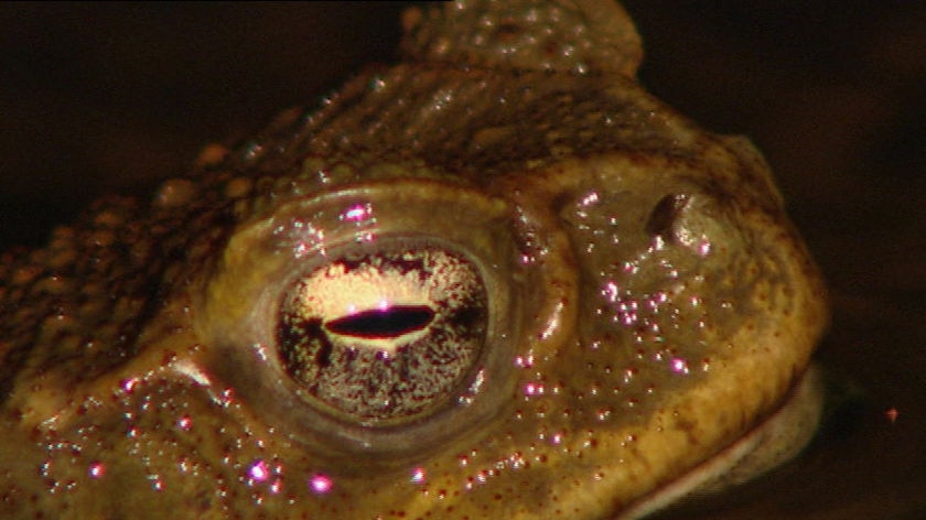 Close up of a cane toad