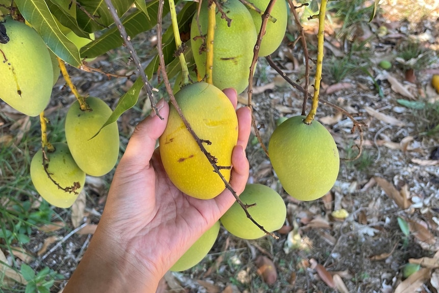 mango on a mango tree
