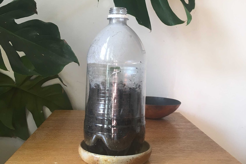 A clear plastic bottle without its lid is filled with soil to create a DIY greenhouse for small plants.