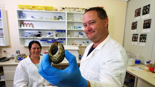 Southern Cross University researchers study sea snails