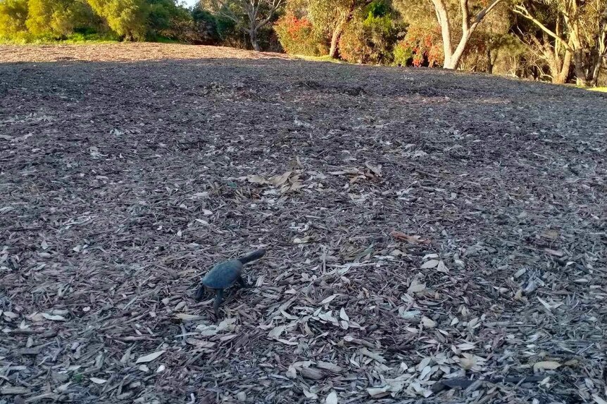 A Snake Necked Turtle treks across wood chips near bushland
