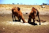 Mr Knight said managing camels was very important because of their impact on water and the environment.