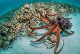 Justin Gilligan's winning photo captures the exact moment an octopus selects a spider crab.