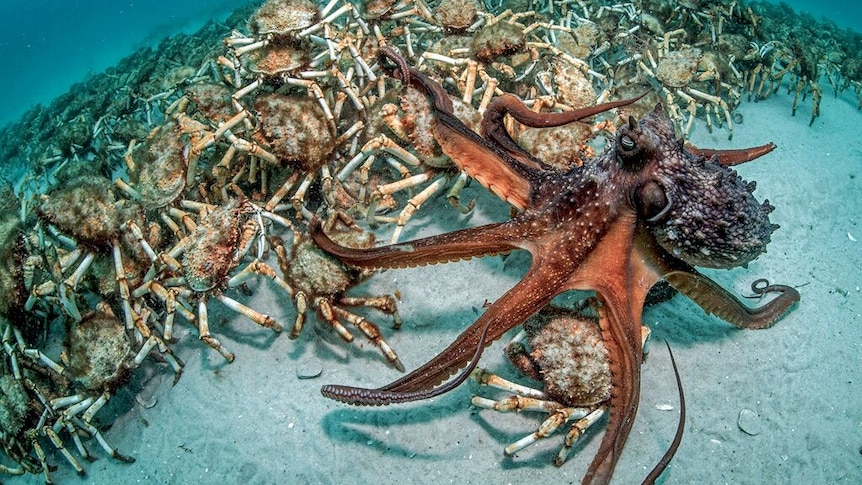 Justin Gilligan's winning photo captures the exact moment an octopus selects a spider crab.