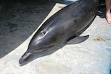 A dolphin on the deck of a boat