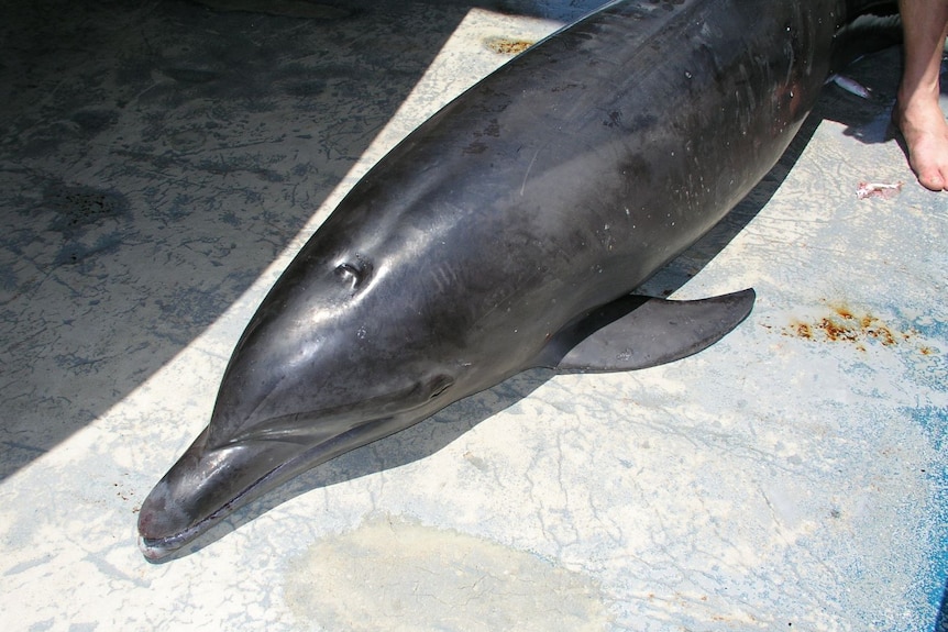 A dolphin on the deck of a boat