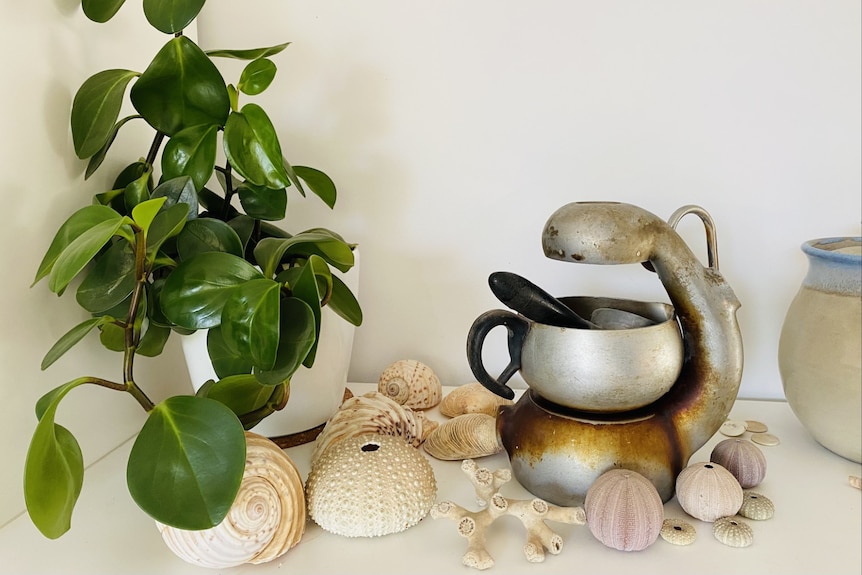 A green housplant, a collection of shells and a vintage well-used coffeemaker sit on a white mantle piece