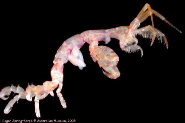 A skeleton shrimp on a black background
