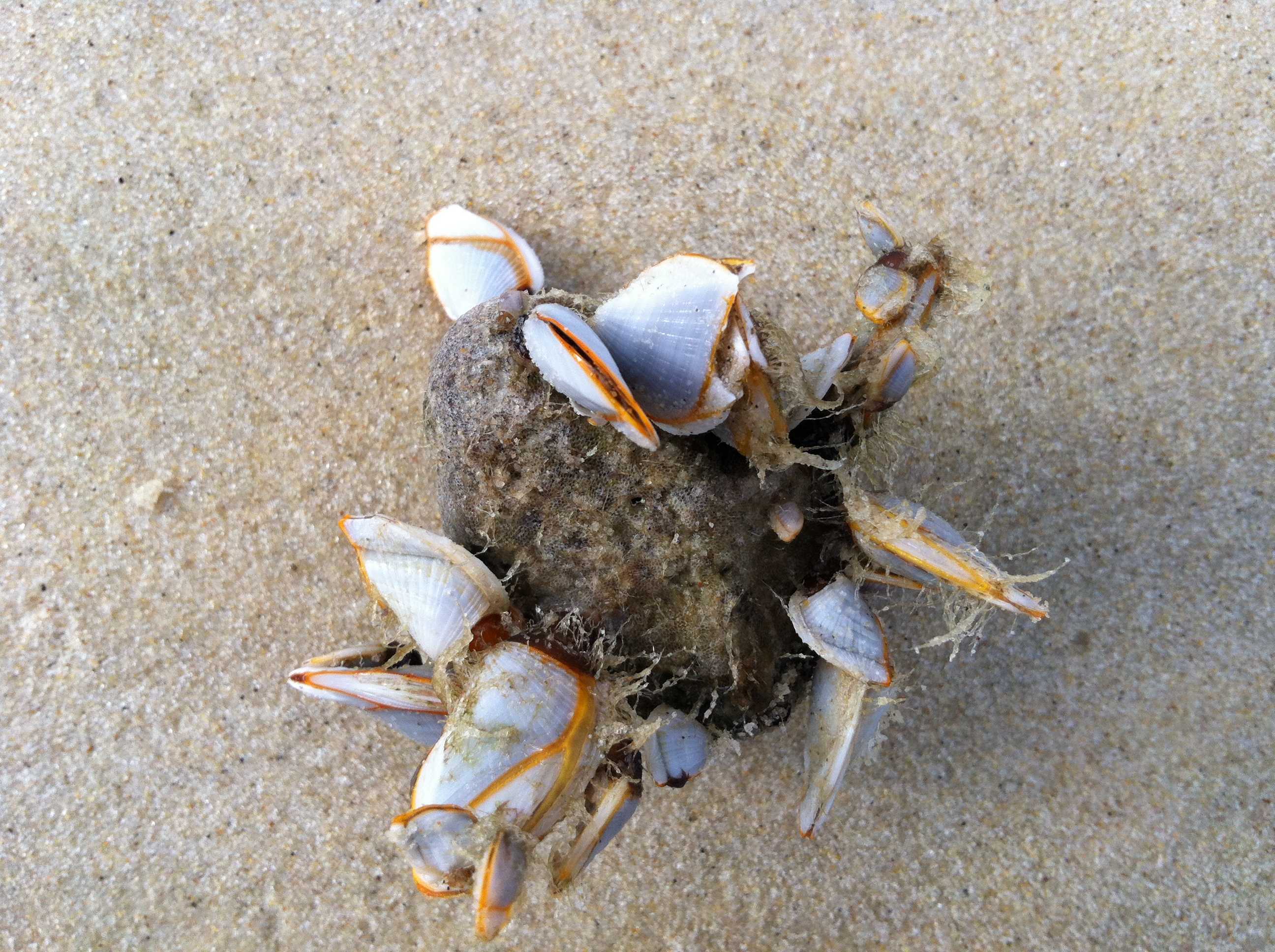 Pumice rock with goose barnacles attached to it on a sandy beach