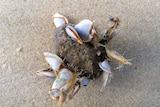 Pumice rock with goose barnacles attached to it on a sandy beach