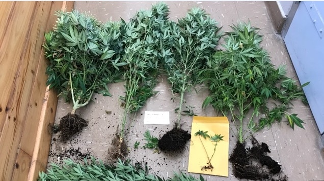 Cannabis plants found