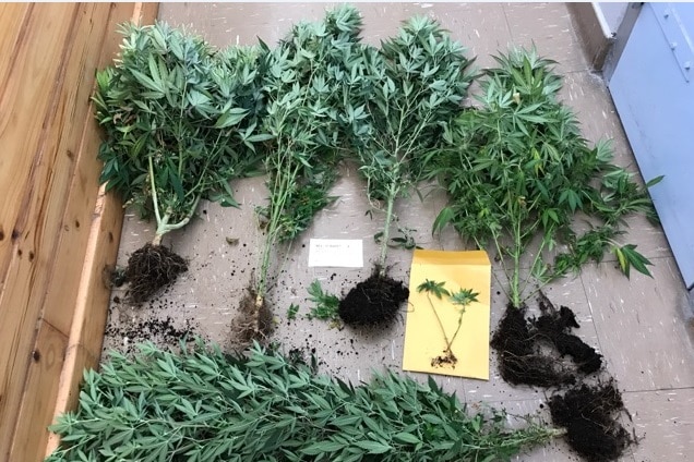 Cannabis plants found
