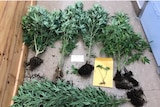Cannabis plants found