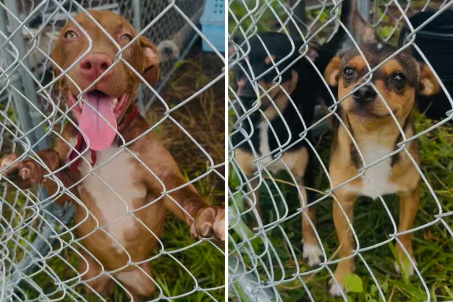 Pets left behind in flooding saved by local family