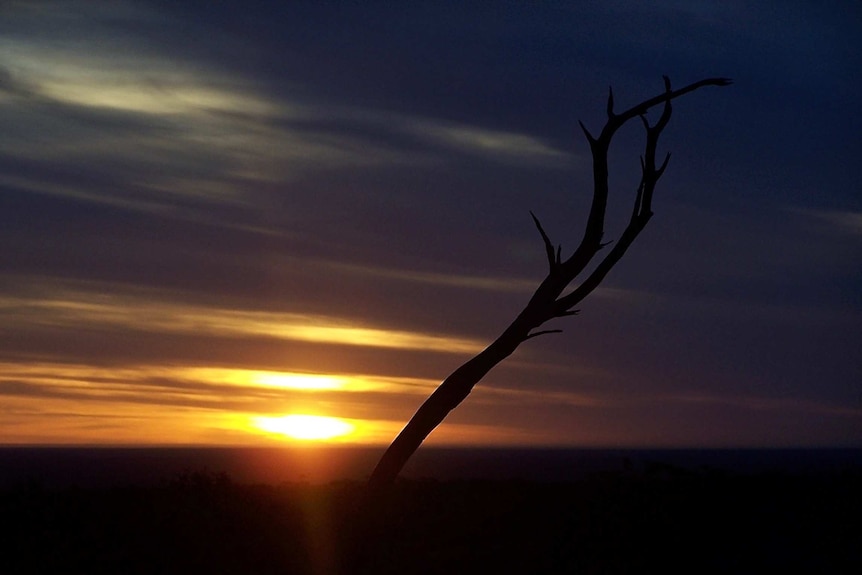 A twig sits in the foreground of a bright yellow sunset