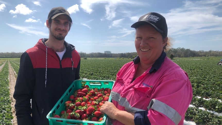 A young man stands next to a woman in a strawberry field, holding a tray of freshly picked strawberries.