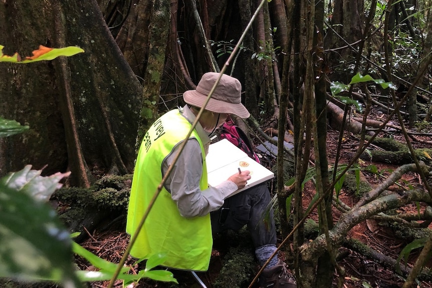 A woman sits drawing in her sketch book in front of a giant tree in a forest