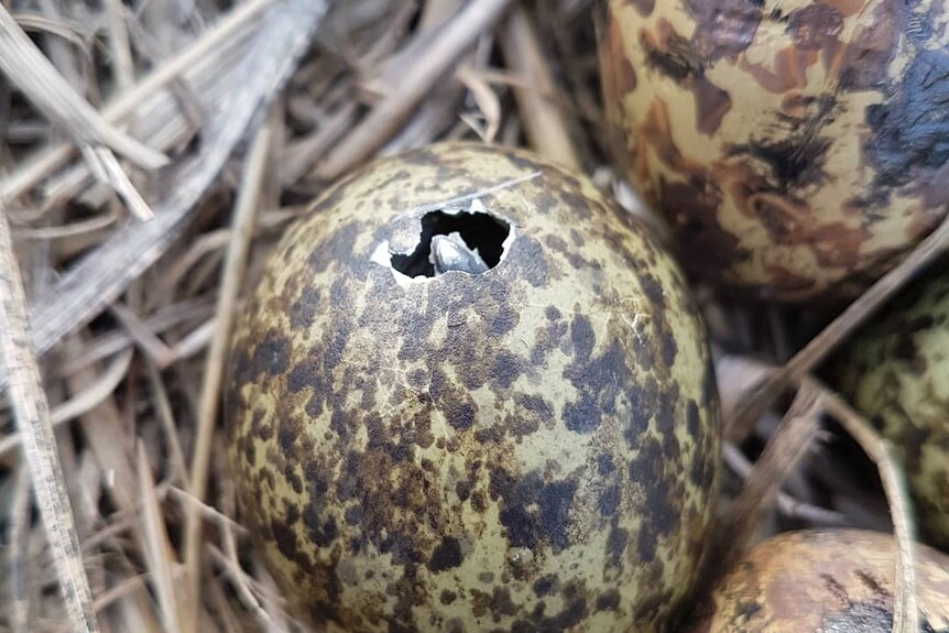 Plover chick beach poking through egg shell