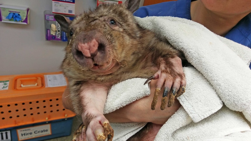 Miniri the wombat injured close up
