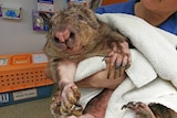 Miniri the wombat injured close up