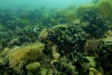 An underwater image of a shellfish bed and seaweed.