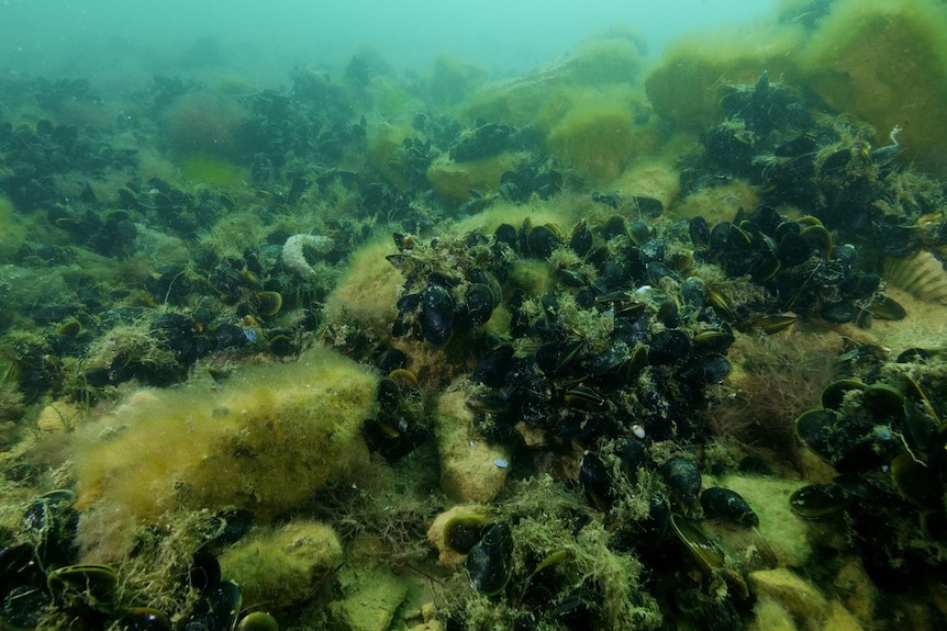 An underwater image of a shellfish bed and seaweed.