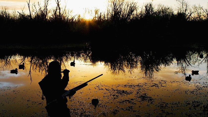 Duck hunter calls ducks as the sun rises.