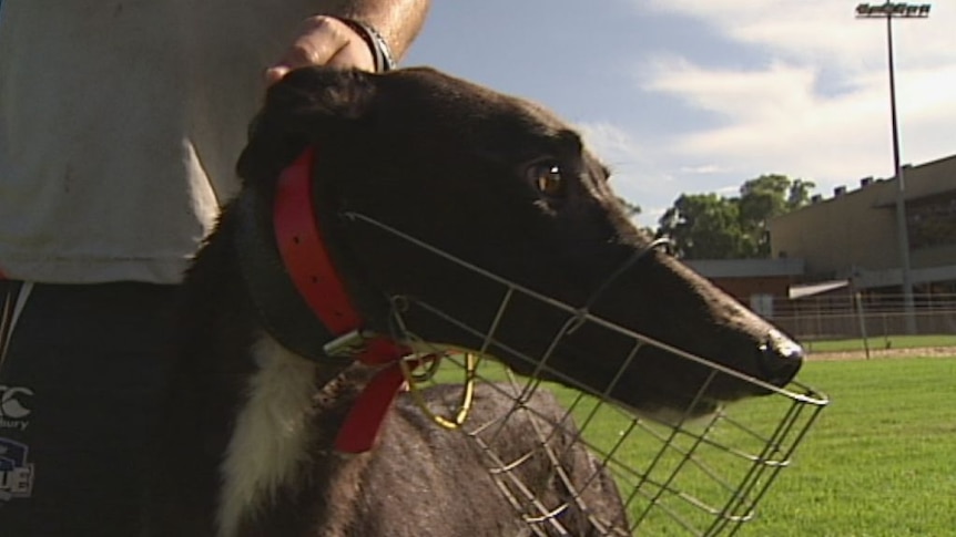 NSW Minister: Greyhound Racing NSW board dismissed because of live baiting revelations