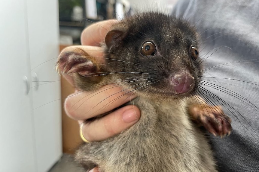 A close-up of a Western Rintail possum being held by a person.