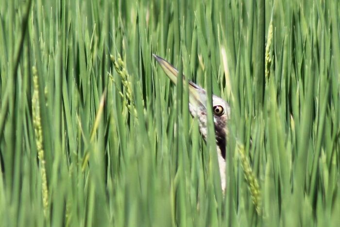 bittern points its beak skyward to camouflage itself in crops