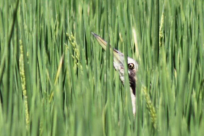 bittern points its beak skyward to camouflage itself in crops