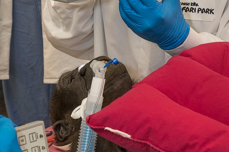 A doctor performs surgery on a gorilla.